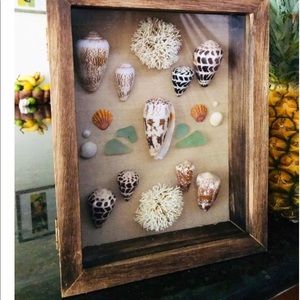Rare Hawaiian Sea Shell Shadowbox